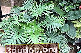 Philodendron Xantal