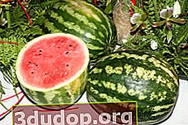 Vattenmelon odlad i mittfältet