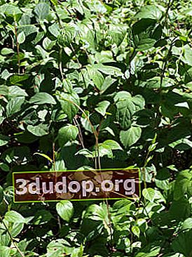 Schisandra จีน (Schisandra chinensis)