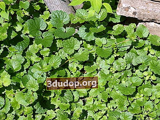 Ivy budra (Glechoma hederaceae)