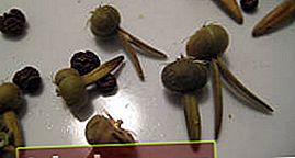 Thunbergia ailé, fruits et graines