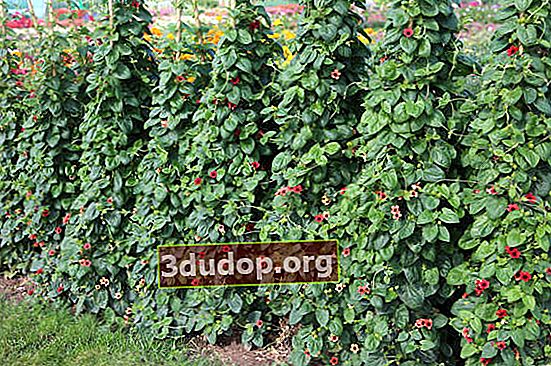 Tunbergia bersayap: varietas, budidaya, reproduksi