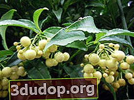 Ardisia crenate (흰 열매 형태)