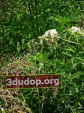 Laciniata elderberry hitam