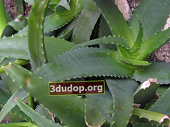 Aloe arborescens (Aloe arborescens). Foto: Elena Malankina