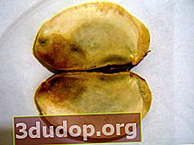 Două cotiledonate din semințe de mango