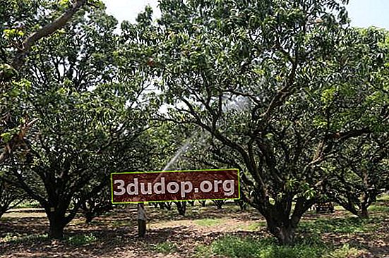 สวนมะม่วงในสวนโมกุลเมืองผิงจอร์
