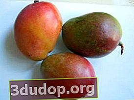 マンゴーの果実は非対称です、