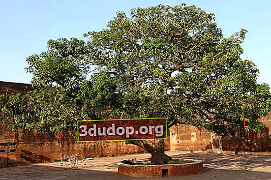 ジャイプールのジャイガーフォートにある古いマンゴーの木