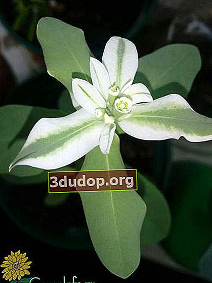 경계 spurge (Euphorbia marginata)