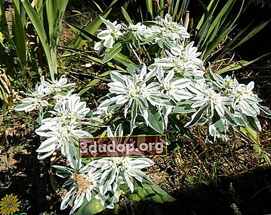 경계 spurge (Euphorbia marginata)