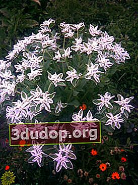 Bordered spurge (Euphorbia marginata)
