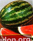 Varieti awal dan kacukan semangka