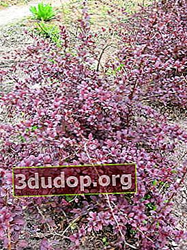 ออตตาวา barberry (Berberis x ottawiensis)
