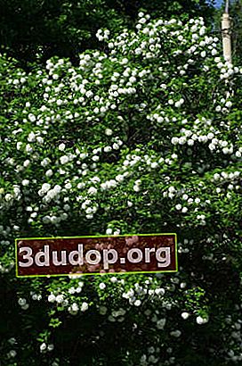 Viburnum vulgaris Buldenezh (Roseum) ออกดอกมากมาย