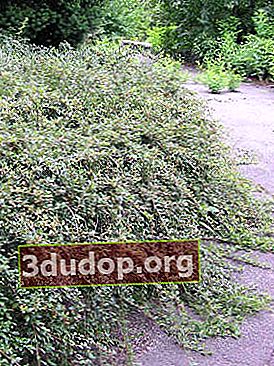 Cotoneaster Dammer