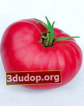 Pipi Merah Muda Tomat