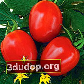 Kuliner Tomato F1