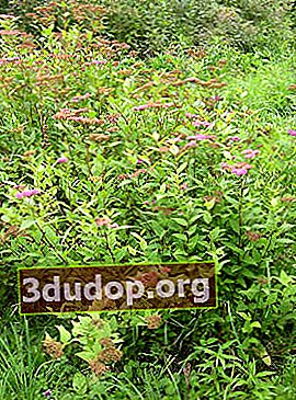 Spirea Jepang (Spiraea japonica)