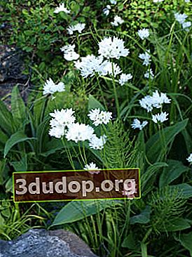 Oignon d'ours (Allium ursinum)