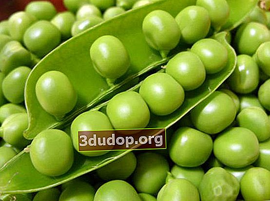 Kacang polong: varietas dan kondisi pertumbuhan