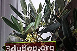 Zaitun Eropa (Olea europaea)