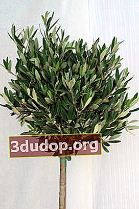 Olive européenne (Olea europaea) sur une tige
