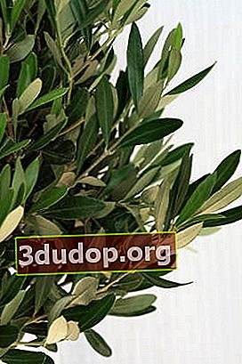 Olive européenne (Olea europaea)
