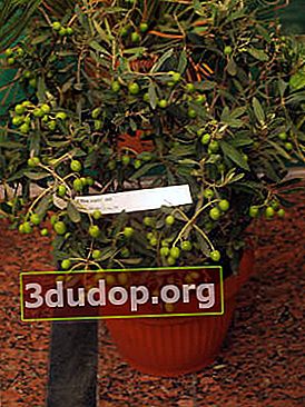 Olive européenne (Olea europaea)