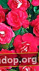 Diadem Rose - fleurs monochromes lumineuses