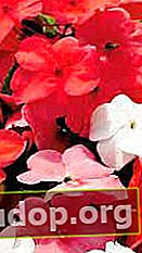 F1 Campos Sunrise Mix - balsamuri compacte, cu flori abundente