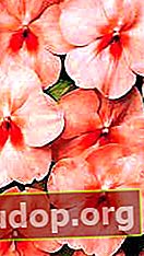 F1 Vitara 복숭아 나비는 밝은 붉은 눈을 가진 살구 꽃이있는 강력한 식물입니다.
