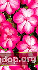 F1 Vitara Rose Picotee - tanaman berbunga awal dengan tepi merah muda gelap