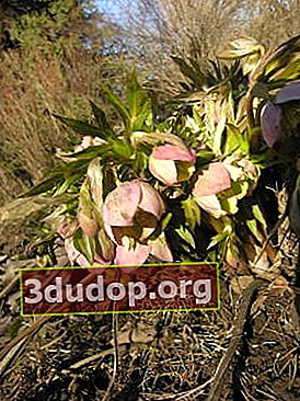 Hellebore memerah (Helleborus purpurascens)