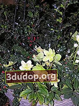 Hellebore ดำ (Helleborus niger)