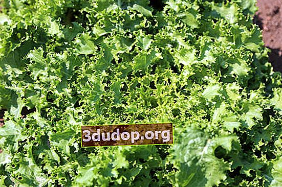 Salad sawi putih endive: seluk-beluk tumbuh