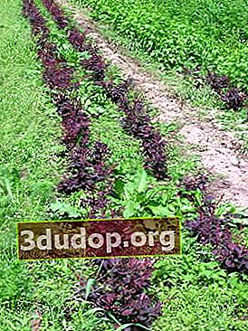 Reproduksi Atropurpurea barberry umum