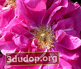 Rose française (Rosa gallica var. Officinalis)