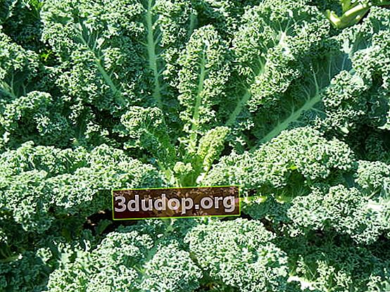 Kale (Brassica oleracea var. Sabellica)