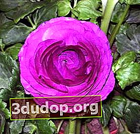 Ranunculus ungu Afrika