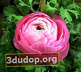 Ranunculus rose africain