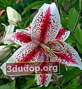 Lily oriental Tigerwoods