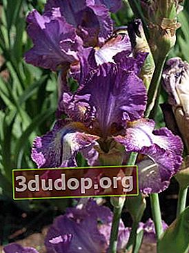 Iris garden Zippity Dot Dot
