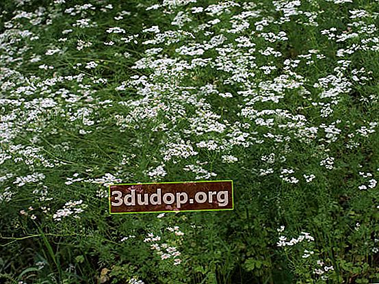 Menabur ketumbar (Coriandrum sativum)