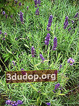 Lavender berdaun sempit (Lavandula angustifolia)