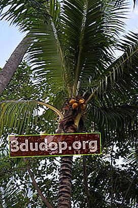 Palmier de nuca de cocos