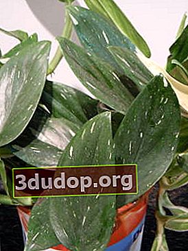 Philodendron guttiferum Cobra
