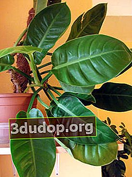 Philodendron 레몬 라임
