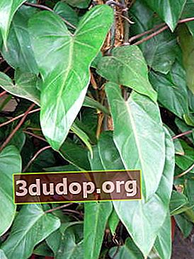 필로 덴 드론 블러 싱 (Philodendron erubescens)