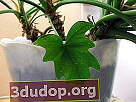 Philodendron Xanadu, frunza juvenilă